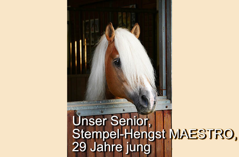 Unsere Hengst-Parade 2023