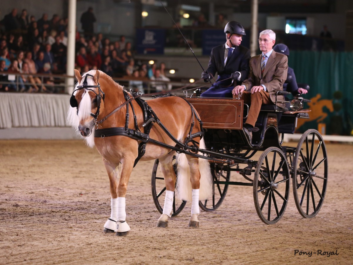 Foto pony-royal. Auktionsparade mit unserem Hengst MONET v. MAESTRO, gefahren von Dominik Lübbecke